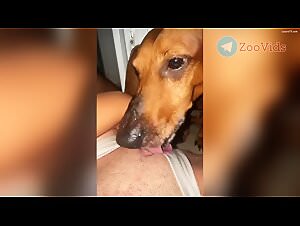 Bestiality Tube: Dog Puts on a Show with Best Licks