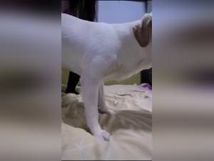 Dogxxx videos: Hot babe gets fucked by her dog