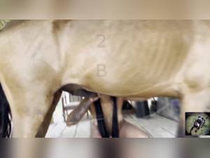 The best French bestiality videos