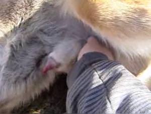 Girl sucks dog fucks wild