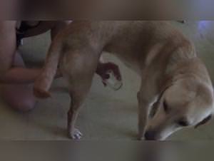 Jesse 14 Girl Dog Fuck