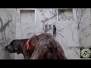 Alisson Mountain K9 Orgies: Hardcore Tickzootv Scenes