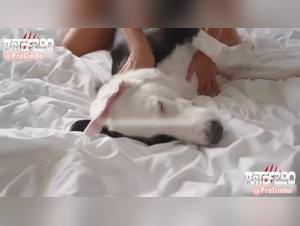 Dog Mount, Uncontrollable Lust - Extreme Petsex