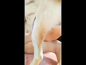 Bitch with dog : hardcore zoophilia videos