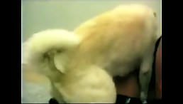 Coco Art of Zoo: Tight Pussy, Bestial Love Hardcore XXX