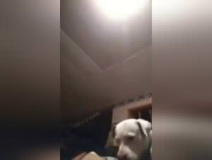 Woman Dog Fuck - Extreme Knot