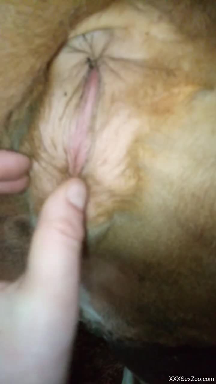 Pussy and asshole of a dirty dog are being pleasured