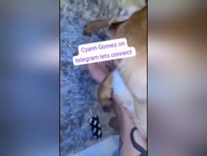 Woman Dog Sex, Best Decision