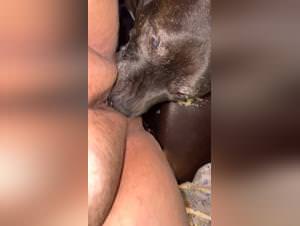 Pre-Sleep Dog Fuck: Daily Delight