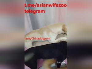 Chinese dog threesome: extreme animal sex