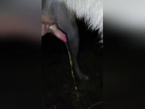 Bitch Dog Pee Sex