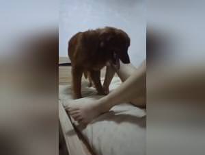 Zoolkoo amateur nice: dog sex unleashed