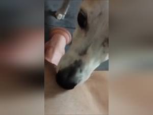 Watch beastiality videos: hottest babes fuck dogs