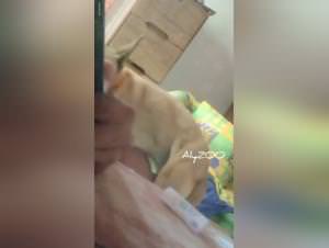 Forbidden Pet Sex Secrets