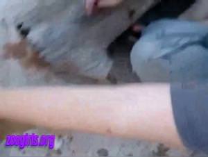 Cornelia sucks her dog, raw sex