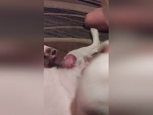 Wild dog sex, primal lust unleashed