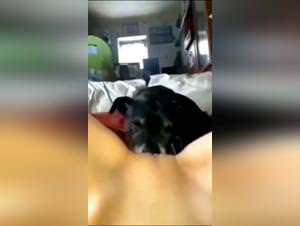 Forbidden animal licking fantasy