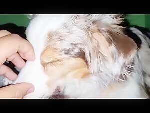 Extreme domination: a submissive dog in a zoophilia video