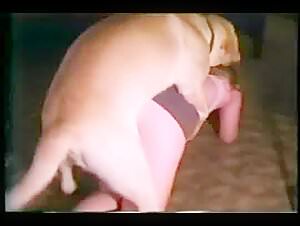 Female dog subjected to a dog in heat: a hard zoophilia video