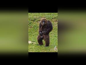 Slut sucking dog cock, extreme porn