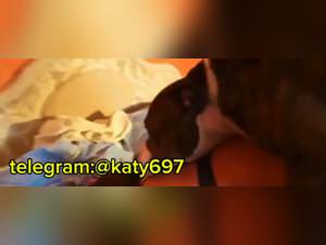 Forbidden dog girl fantasies : extreme sex