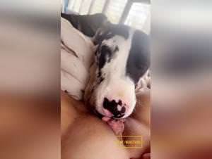 Girl Catches Dog's Dick, Intense Lick Session