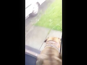 A story of love and forbidden desire: a woman and her dog