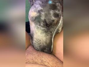 Dog Sex Extreme: Bitch Gets Fucked by Dog