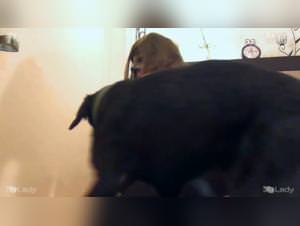 Ariel the Dog: The Gay Beastiality Story