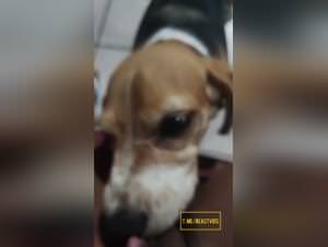 Licking Dog Ecstasy : Girl Hardcore Dog Sex