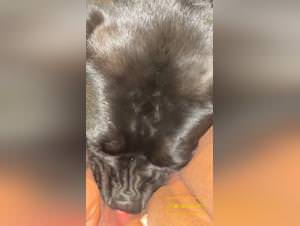 Wild lust: bitch fucks dog raw