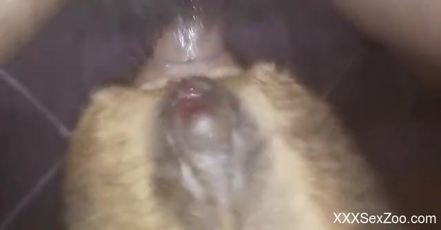 Dude drilling an animal's tight hole in a POV vid