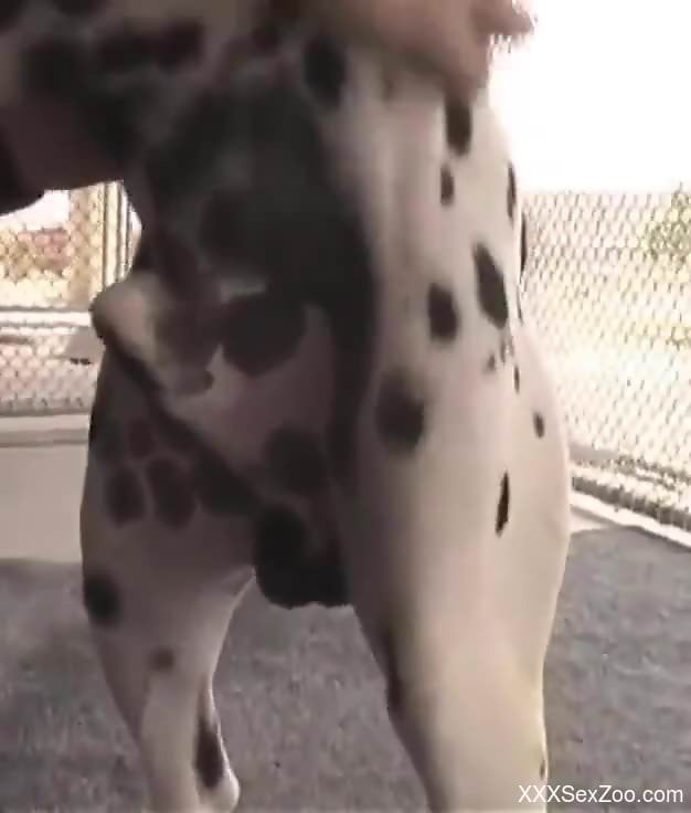 Dalmatian with a huge cock wants some of that gay loving