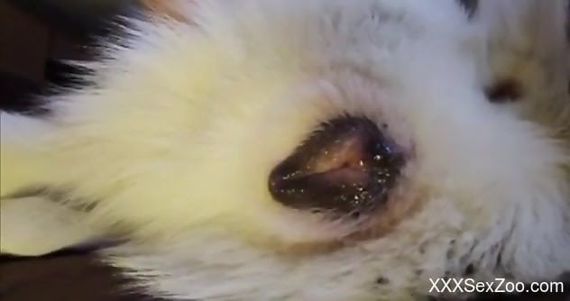 Animal pussy exposed and fingered in an intense way