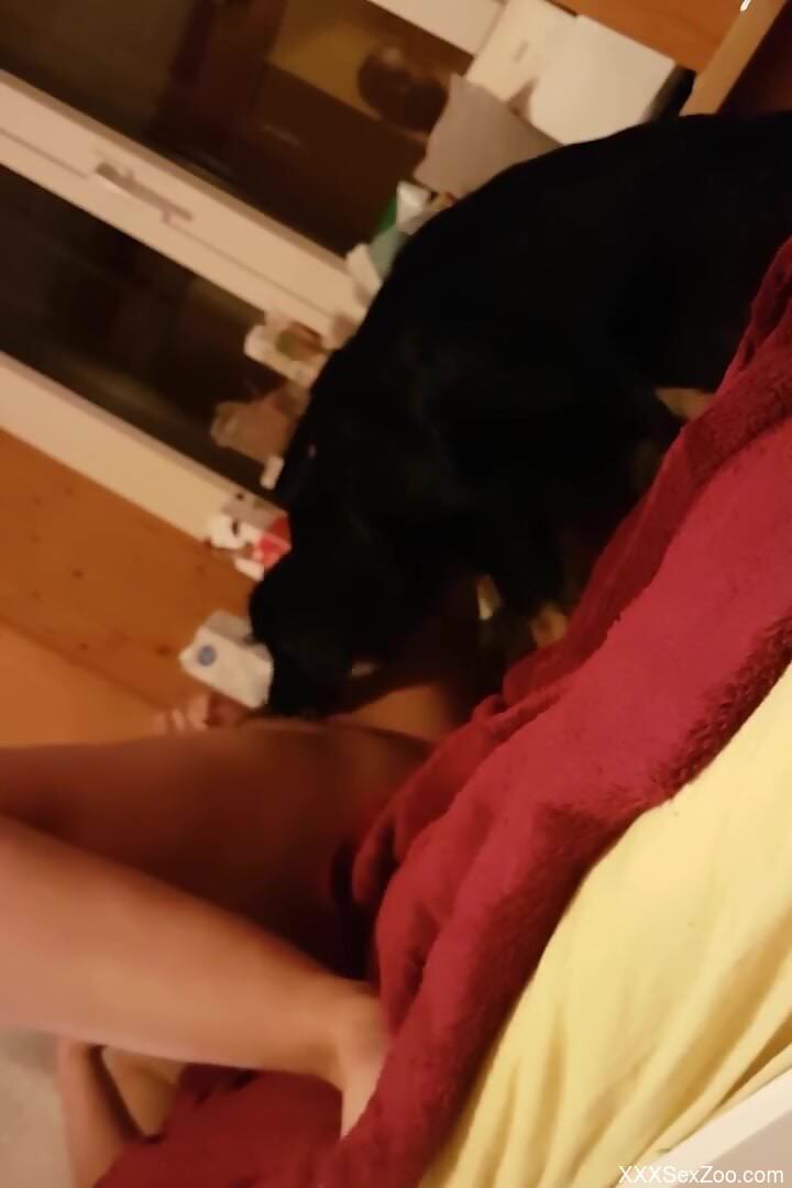 Nude woman filmed at home letting the dog lick her wet pussy