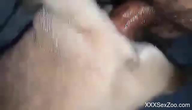 Dude slides his penis in a dog's hole cuz he's slick