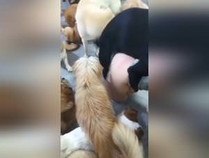 Females dog sex, wild orgasms unleashed