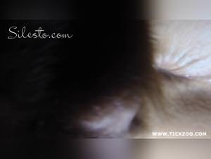 Silento bestiality no rules