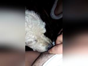 Dog sex extreme : animalistic fucking, raw pleasure