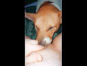 Submissive female dog and dog in a bestial video