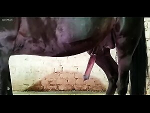 Zoophilia Porn Videos: ArtOfZoo Raw