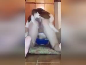 Animalsex Porno: Bestial Filming with Brazilian Girl