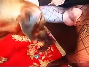 Lazoophilia: Animal Sexuality in Videos