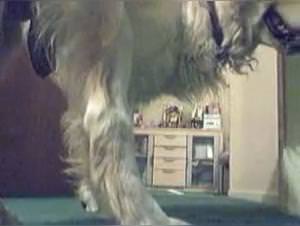 Shylark Dog Girl Porn