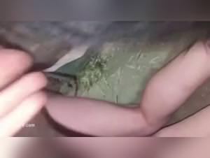 Wild rd zoo fetish videos