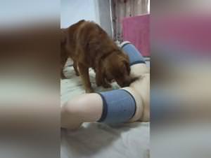 Dog fucks teen girl, horny canine gets her cumshot