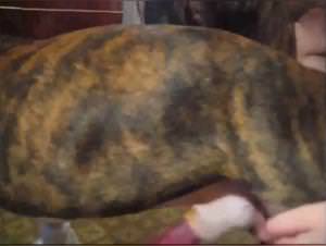 Kristy Dog Sex at Home - Extreme Porn Videos