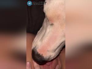 Dog lick fantasy: explicit animal sex