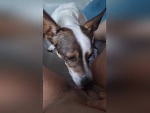 Dog Lick: Sensual Bestiality