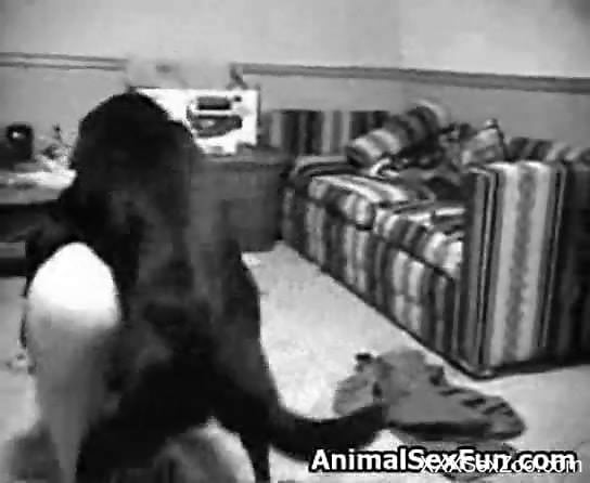 B&W security cam video showing hardcore bestiality
